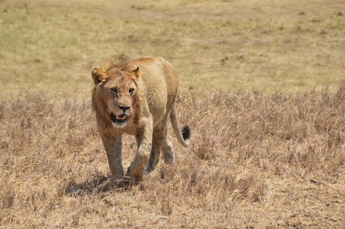 Quando andare in Tanzania - Il periodo migliore per fare un safari 4 leonessa nel cratere Ngorongoro