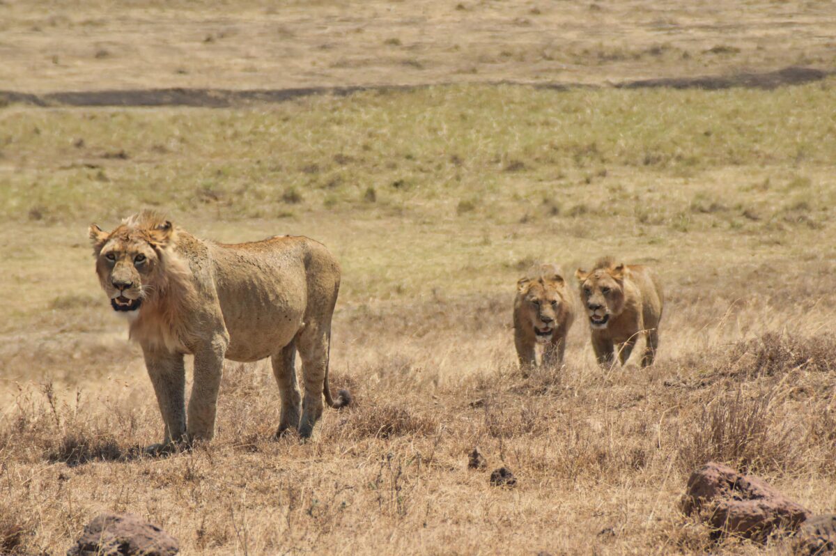 Tanzania e Zanzibar: guida completa per organizzare il viaggio 13 leoni Ngorongoro