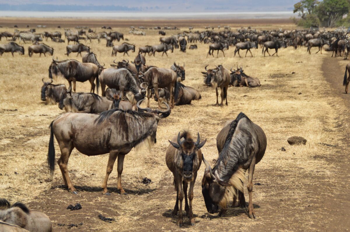 La Grande Migrazione nel Serengeti: quando vederla e cosa aspettarsi davvero 4 mandrie di gnu a Ngorongoro