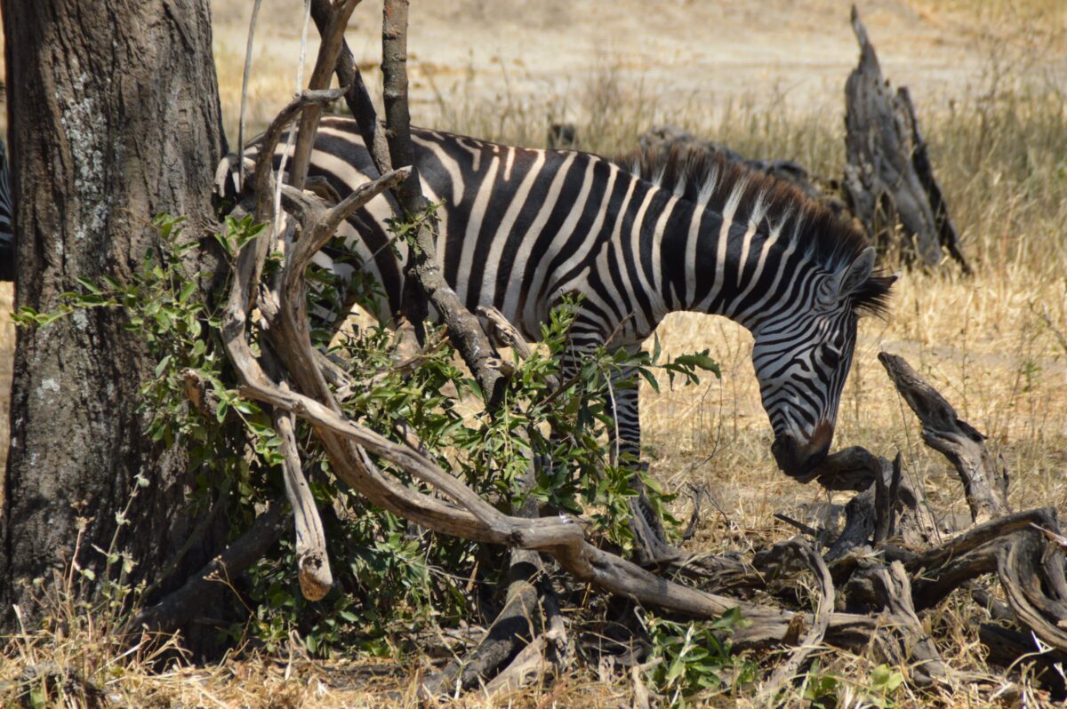 Come risparmiare su un safari in Tanzania (e cosa non funziona) 4 zebra nel parco nazionale del tarangire
