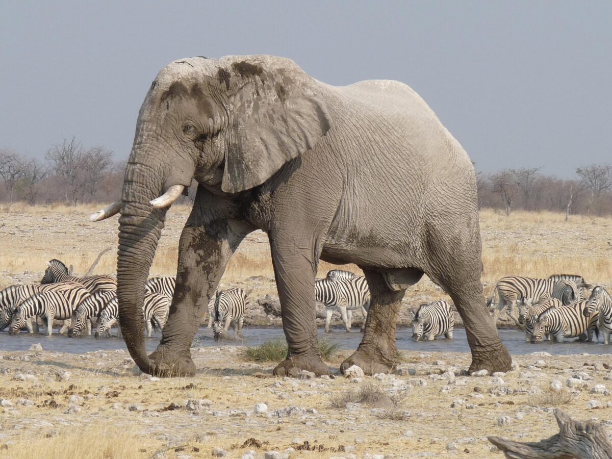 Safari nel Kruger o in Etosha? Tutto quello che devi sapere prima di scegliere 3 Elefante nella pozza in Etosha