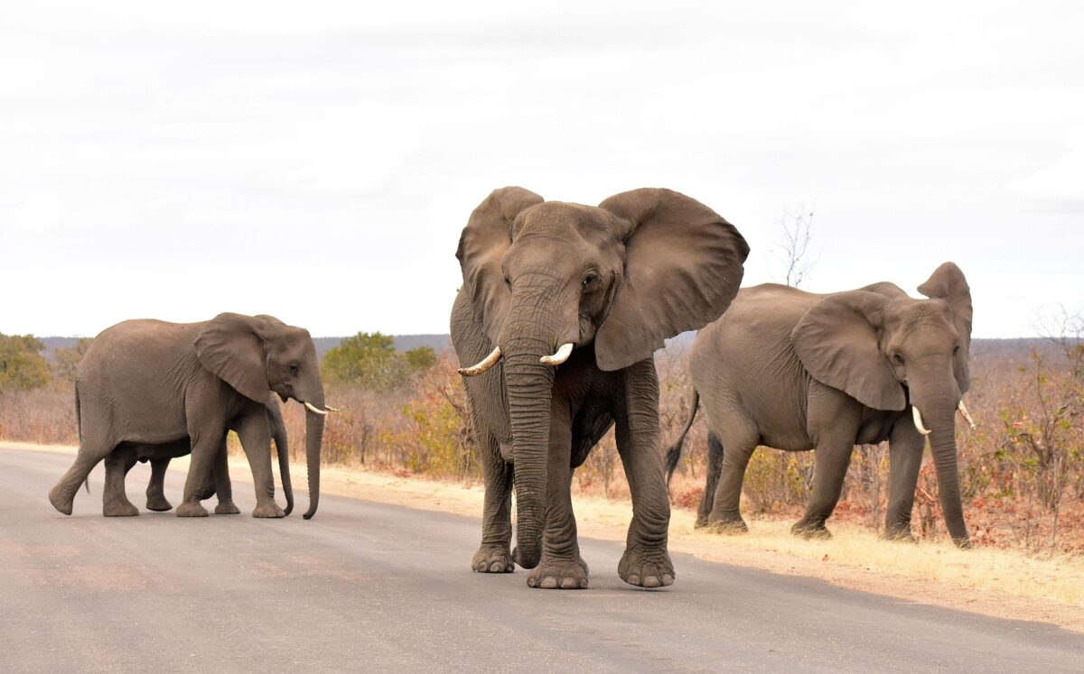 Safari nel Kruger o in Etosha? Tutto quello che devi sapere prima di scegliere 5 Elefanti nel Kruger