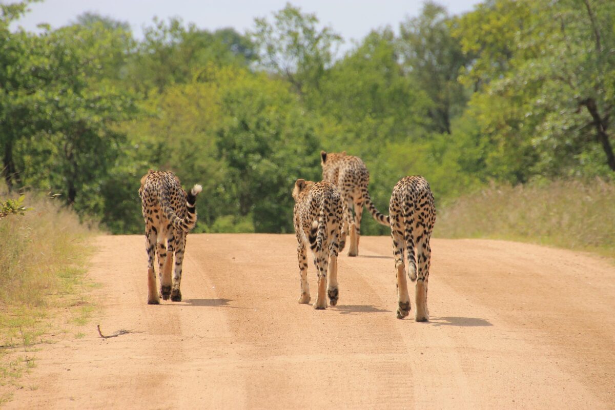 Safari nel Kruger o in Etosha? Tutto quello che devi sapere prima di scegliere 6 Ghepardi nel Kruger