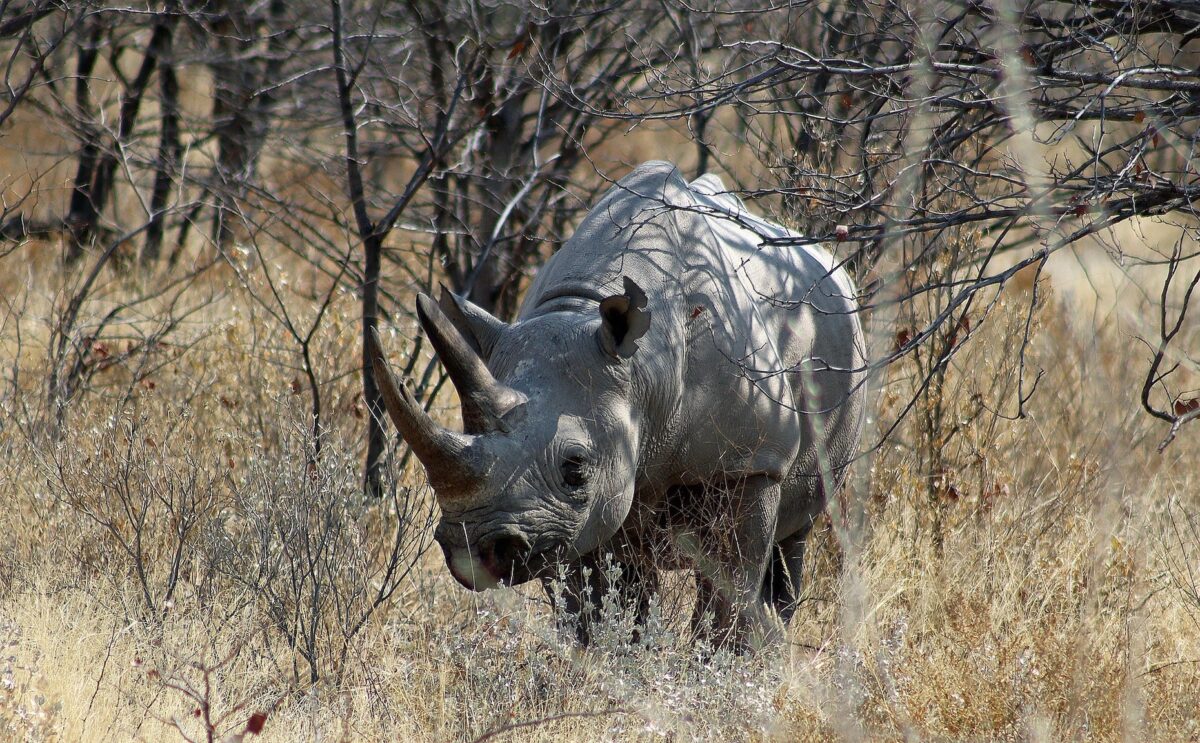 rinoceronte ad Etosha